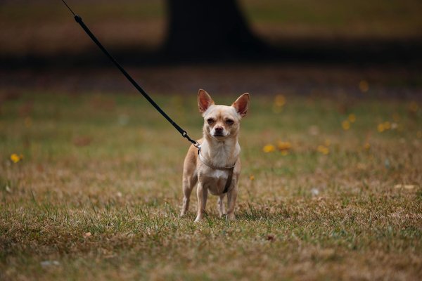 Transforming enterprise security: the impact of next-generation firewalls on modern defense strategies